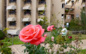 ראשוני הכרמל, דיור מושלם